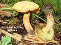 Buchwaldoboletus lignicola-amf324-1